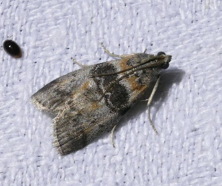 Sciota