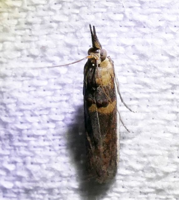Etiella zinckenella - akácmoly