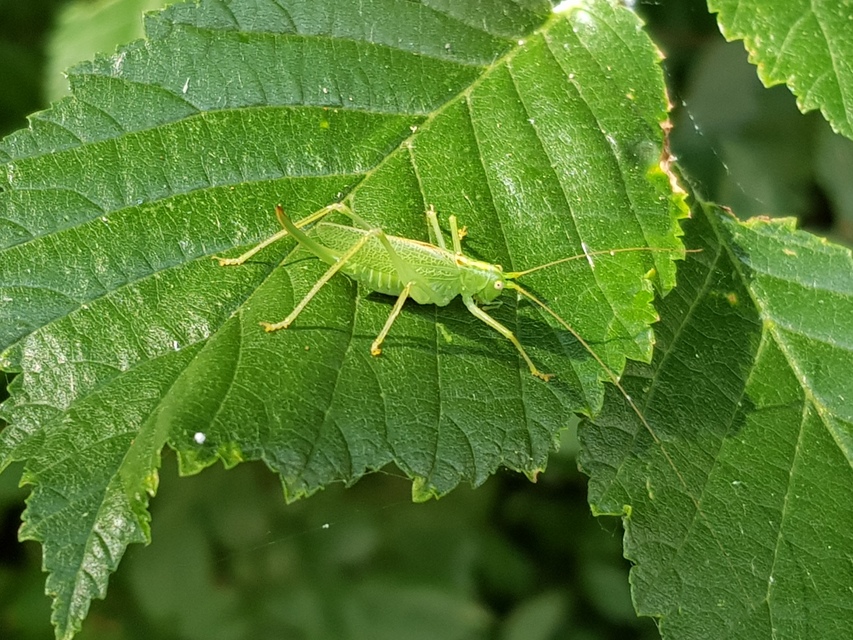 Meconema thalassinum - közönséges dobolószöcske