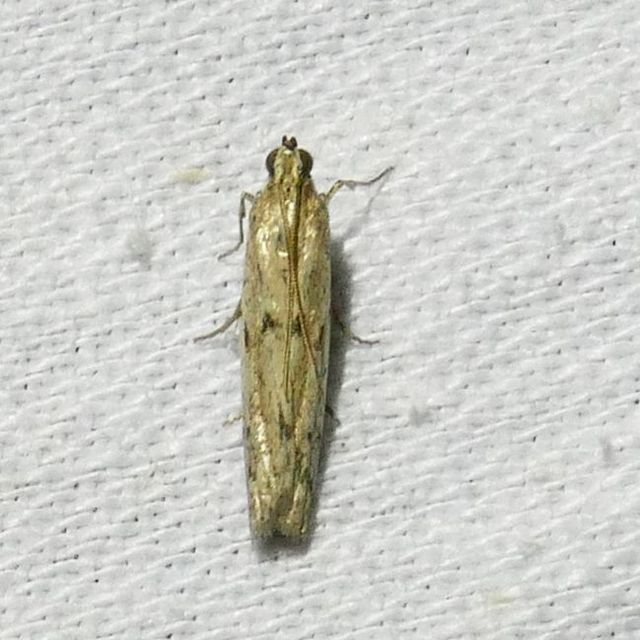 Homoeosoma nebulella - napraforgómoly