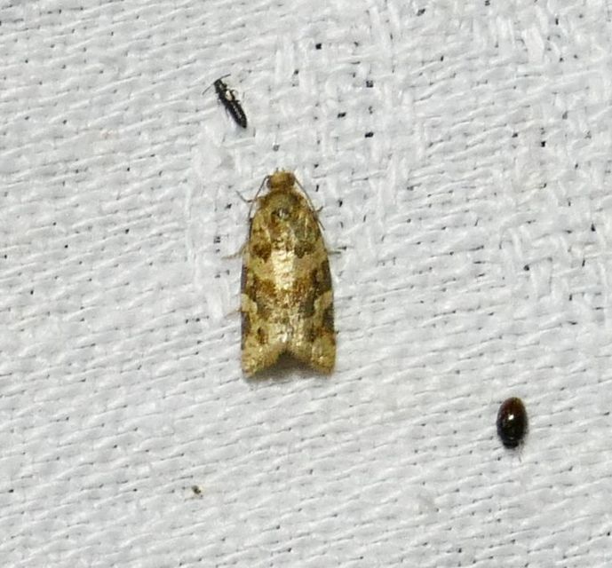 Argyrotaenia ljungiana - ékes sodrómoly