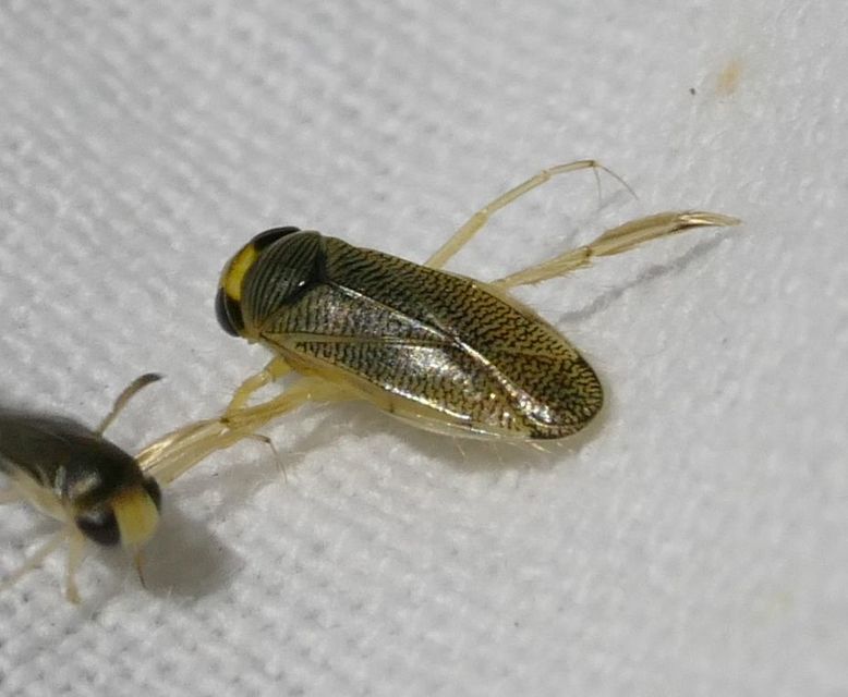 Sigara Sigara