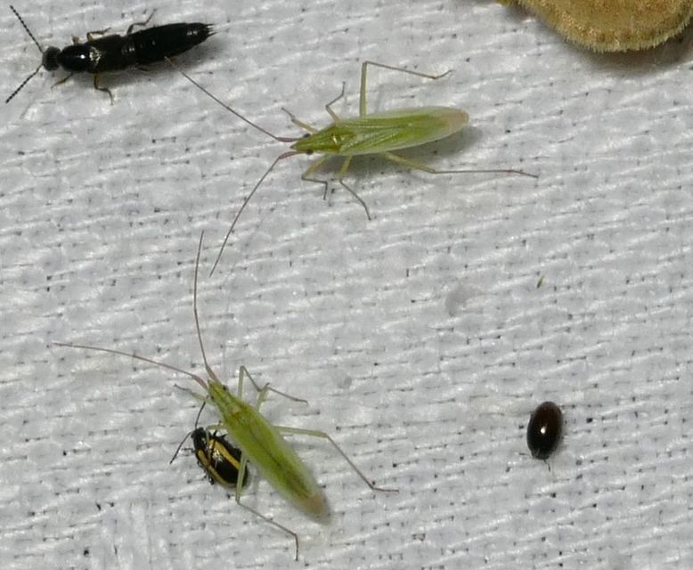 Trigonotylus