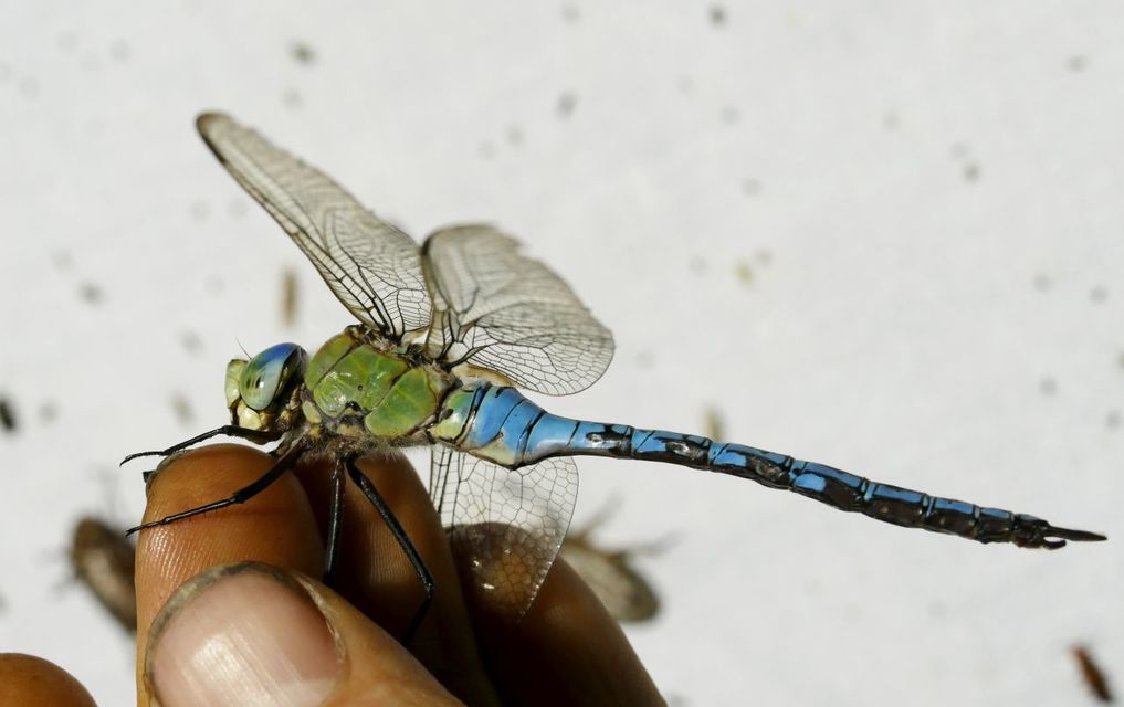 Anax imperator - zöld óriásacsa