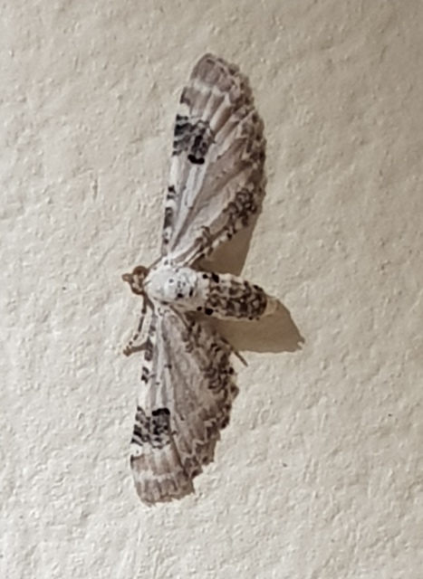 Eupithecia centaureata - búzavirág-törpearaszoló