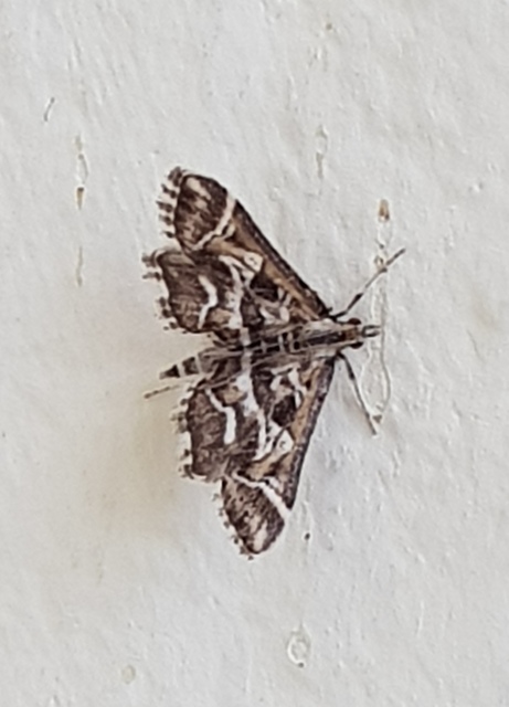 Diasemia reticularis - betűmintás tűzmoly