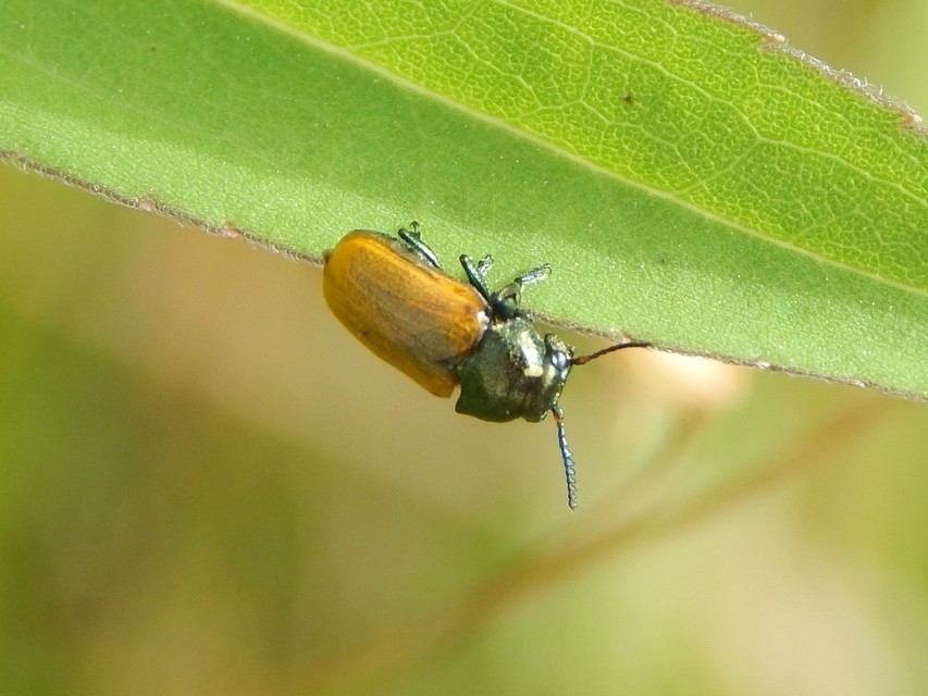 Labidostomis