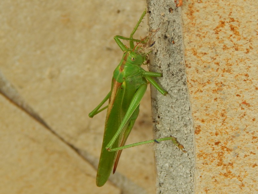 Tettigonia viridissima - zöld lombszöcske