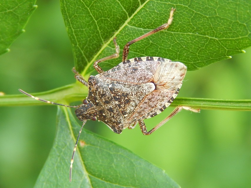 Halyomorpha halys - ázsiai márványospoloska