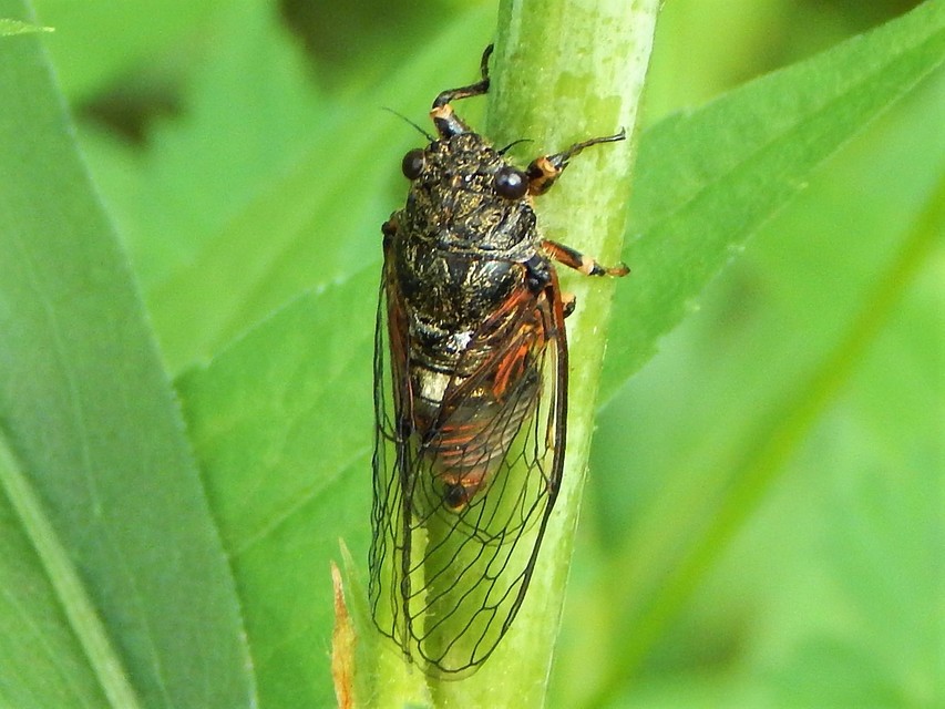 Auchenorrhyncha - Kabócák