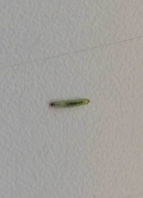 Parectopa robiniella - akáclevél-hólyagosmoly