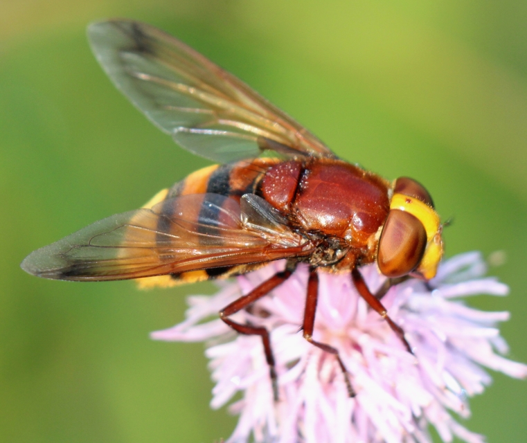 Volucella zonaria - kétöves pihelégy