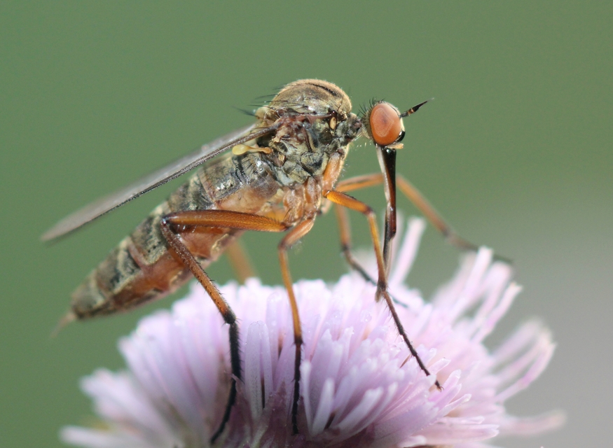 Empididae - táncoslegyek