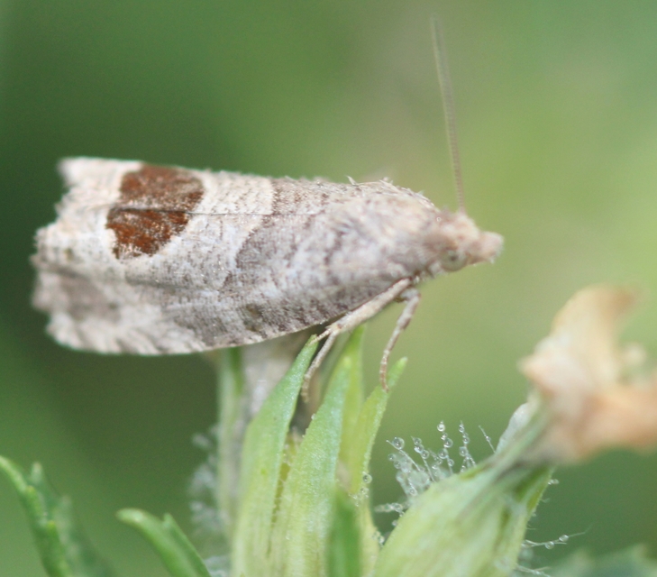 Notocelia uddmanniana - málnasodró tükrösmoly