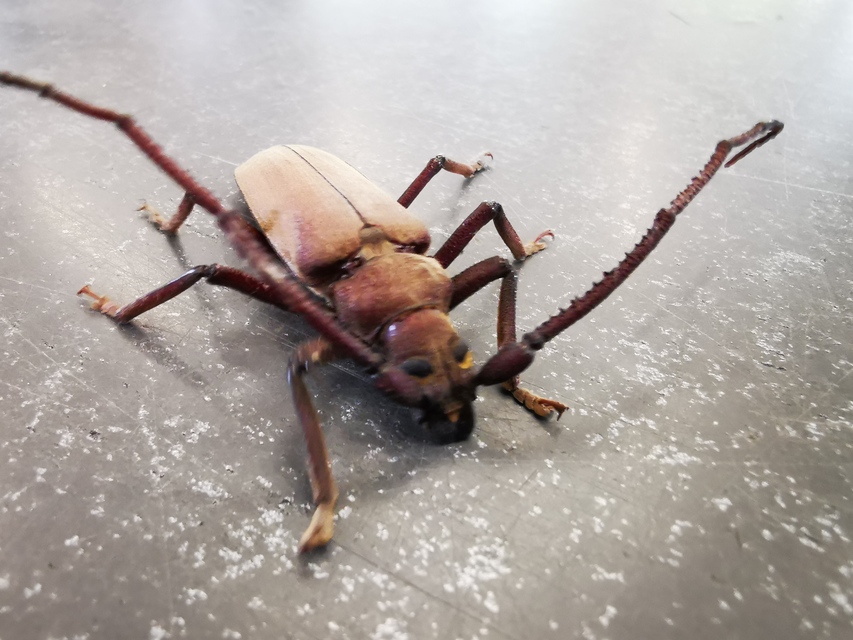 Aegosoma scabricorne - diófacincér