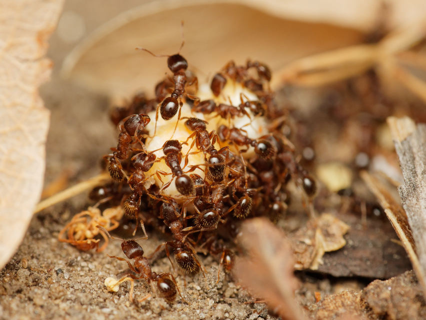 Tetramorium