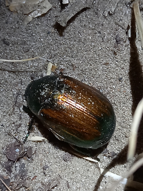 Anomala dubia - kis fináncbogár