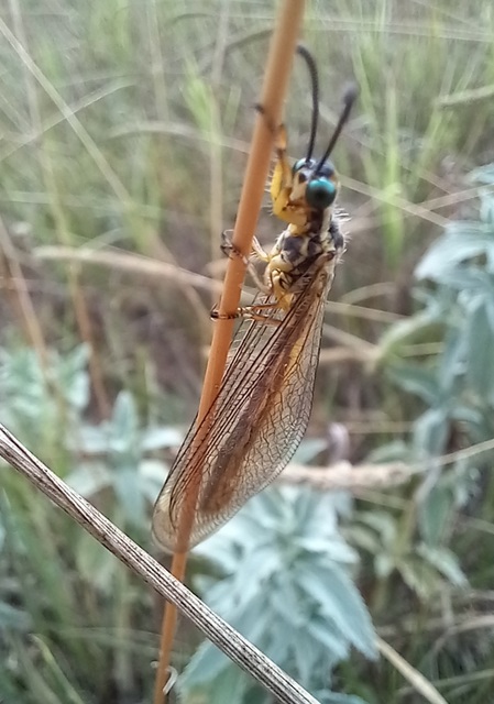 Myrmecaelurus trigrammus - hangyafarkas