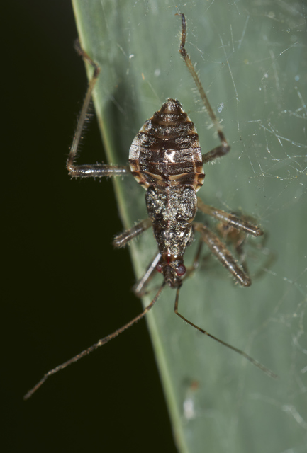 Himacerus apterus - nagy tolvajpoloska