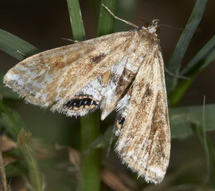 Cataclysta lemnata - békalencsemoly