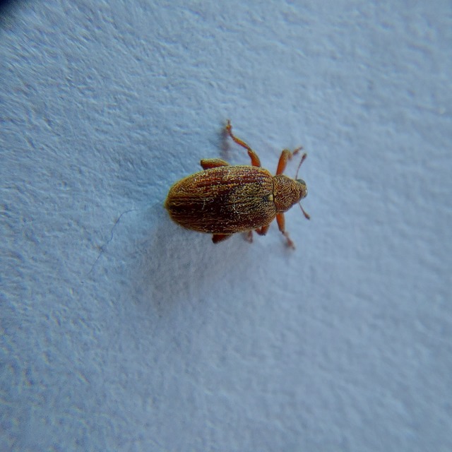 Orchestes testaceus - nyír-bolhaormányos
