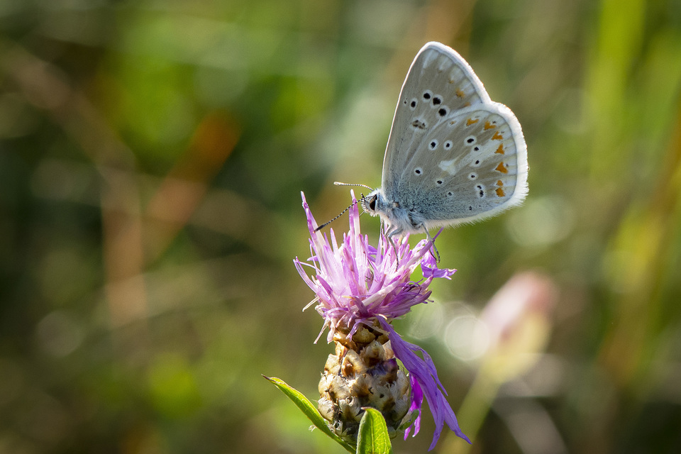 Polyommatus dorylas - fénylő boglárka