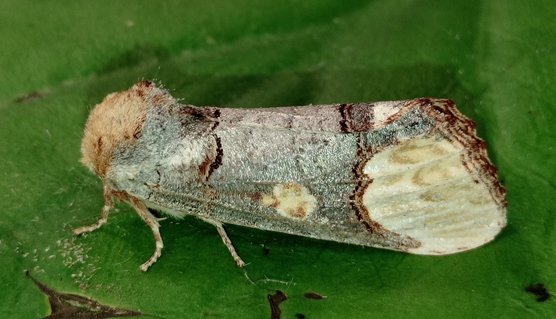 Phalera bucephaloides - magyar púposszövő