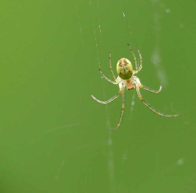 Metellina segmentata/mengei