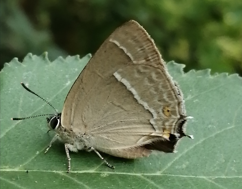 Neozephyrus quercus - tölgyfalepke