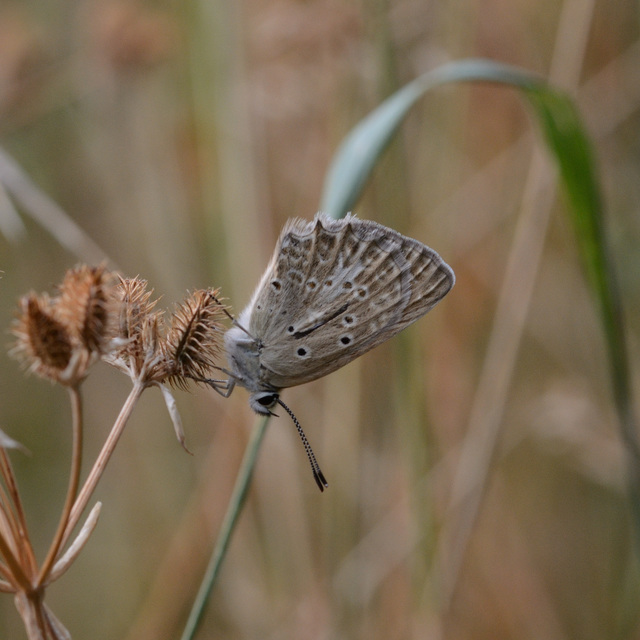 Polyommatus daphnis - csipkés boglárka