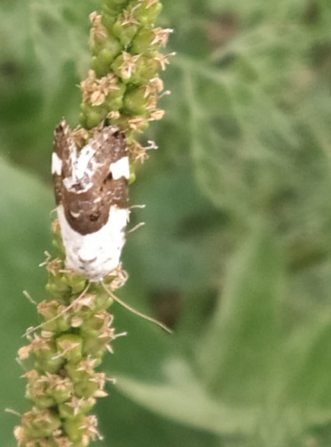 Acontia lucida - fehér nappalibagoly