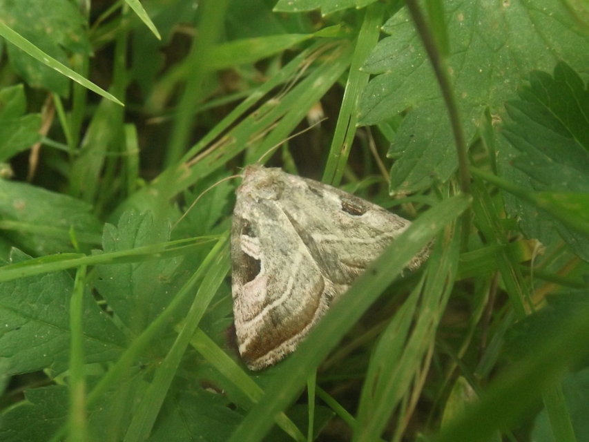 Eucarta virgo - mocsári ametisztbagoly