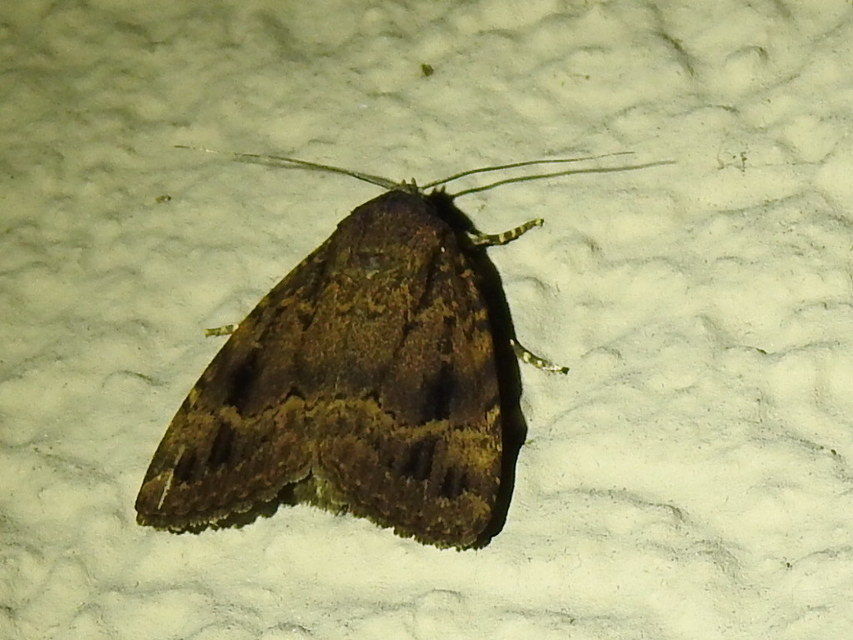 Amphipyra pyramidea - fahéjszínű bagoly