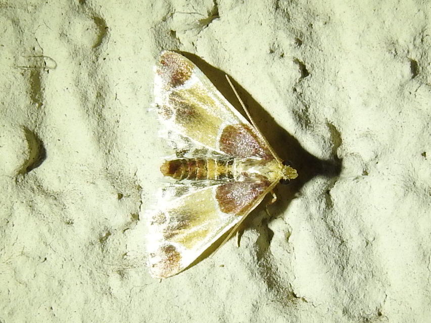 Pyralis farinalis - lisztilonca