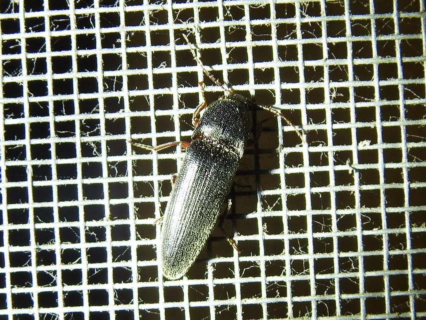 Melanotus