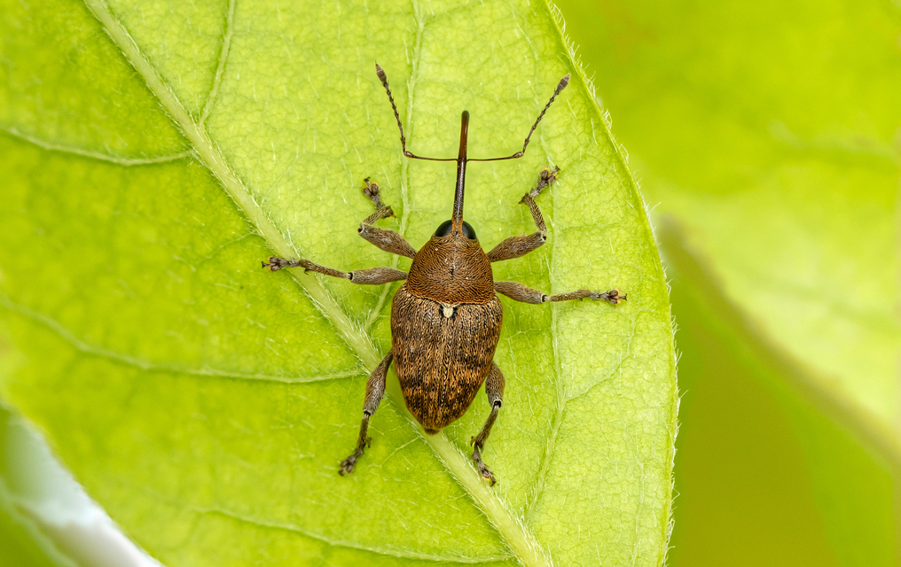 Curculio glandium - tölgymakkzsuzsóka