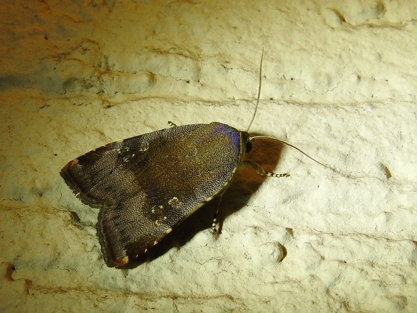 Noctua janthe/janthina