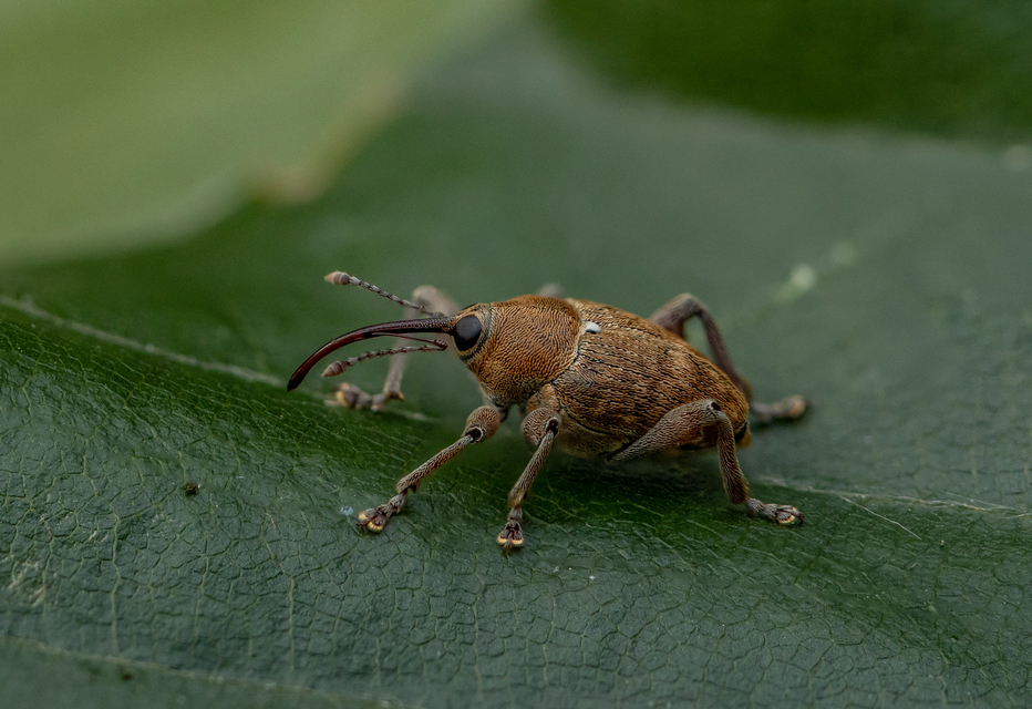 Curculio glandium - tölgymakkzsuzsóka