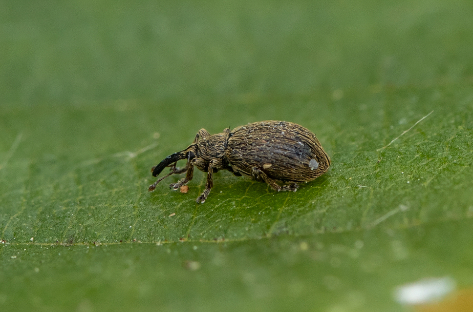 Trichopterapion holosericeum - gyertyánmag-cickányormányos Trichopterapion holosericeum - gyertyánmag-cickányormányos