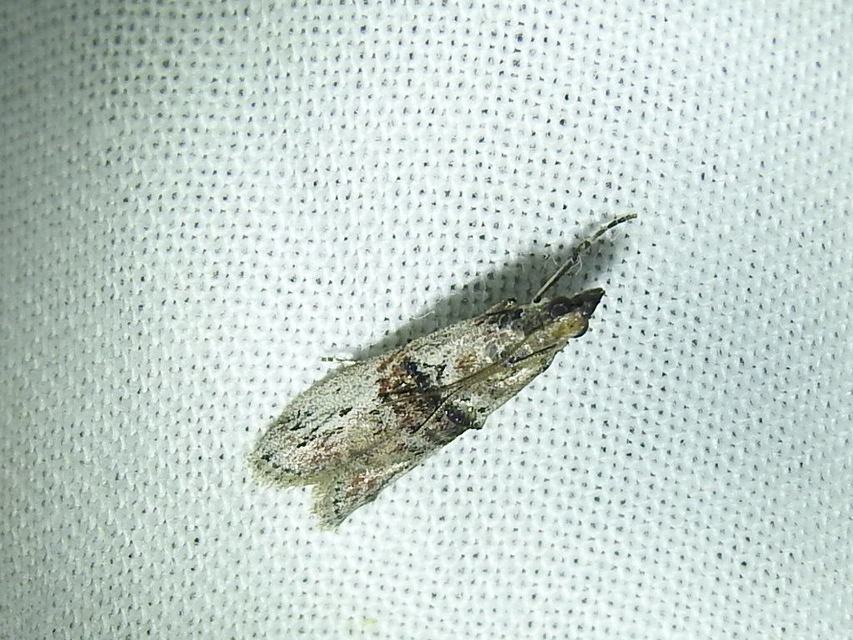 Nephopterix angustella - kecskerágó-karcsúmoly