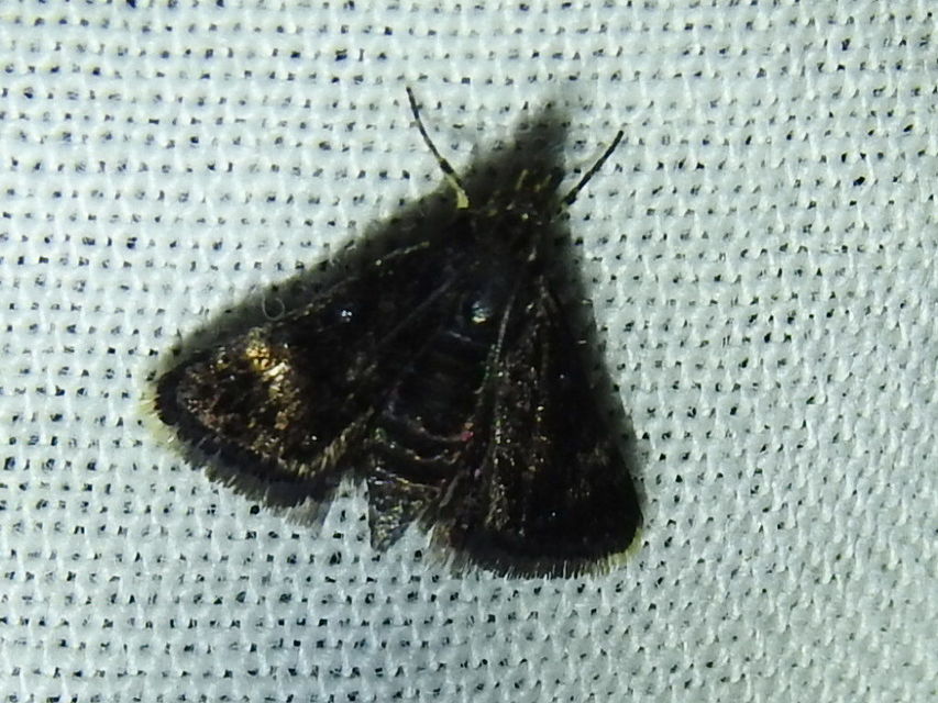 Heliothela wulfeniana - fényes kormosmoly