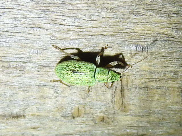 Polydrusus crinipes - mediterrán lombormányos