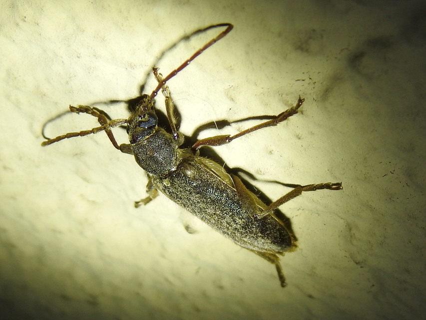 Trichoferus campestris - szállóvendég éjicincér