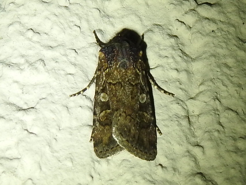 Euxoa tritici/nigrofusca/eruta