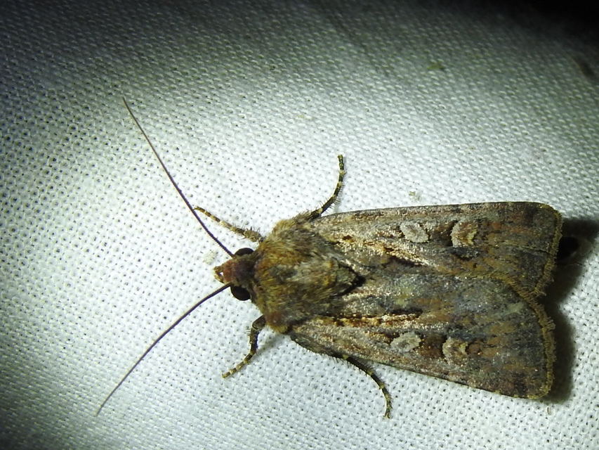 Euxoa tritici/nigrofusca/eruta