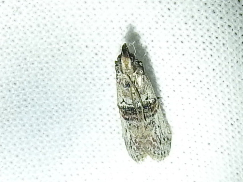 Nephopterix angustella - kecskerágó-karcsúmoly