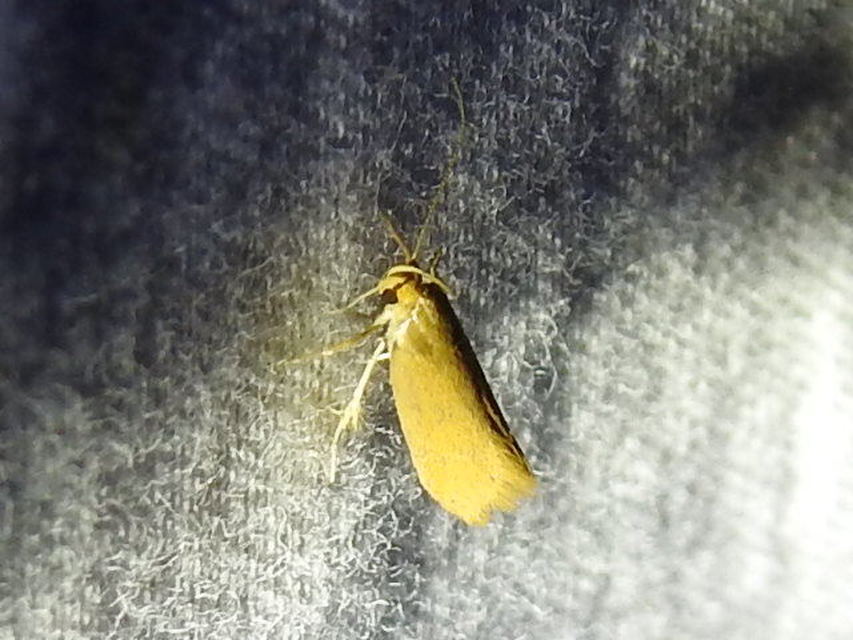 Crassa tinctella/unitella