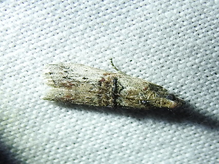 Nephopterix angustella - kecskerágó-karcsúmoly