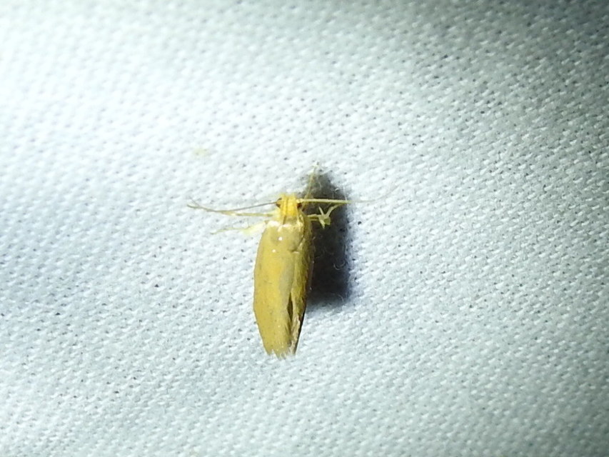 Crassa tinctella/unitella