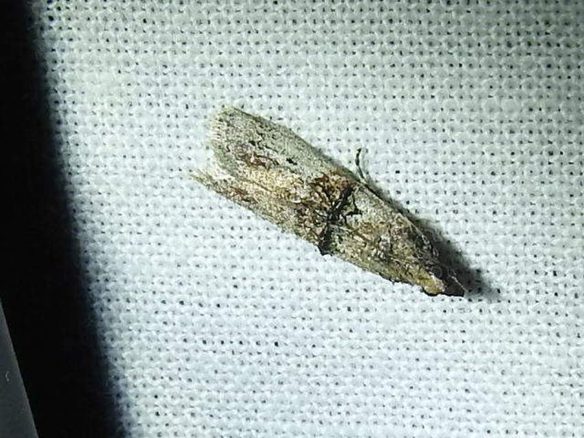 Nephopterix angustella - kecskerágó-karcsúmoly
